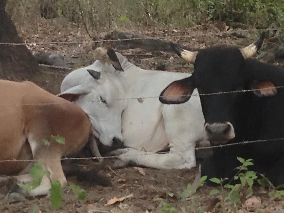 Ometepe, Nicaragua