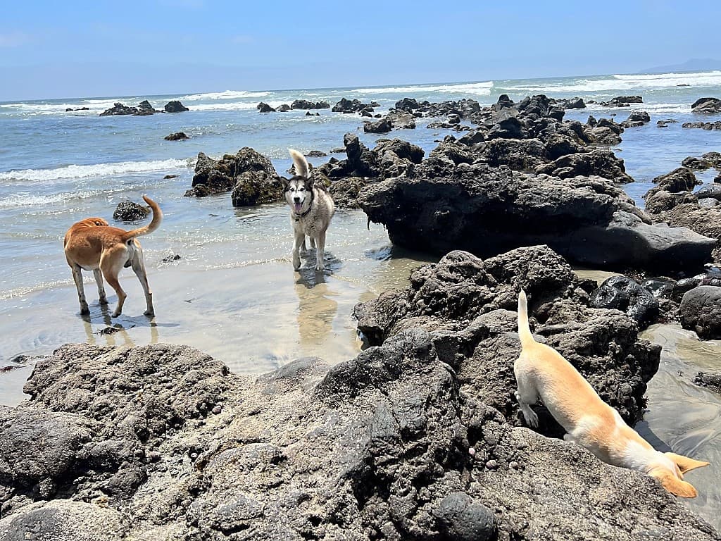 Dogs resting together on the beach