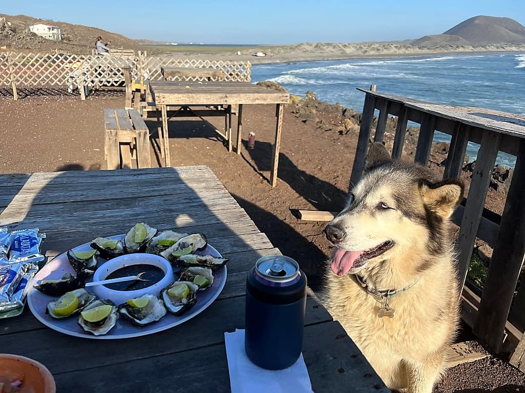 Oysters served near the coast